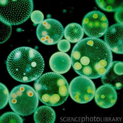 Microscopic Images, Green Algae, Bio Art, Science Photos, Microbiology, Buy Prints, Patterns In Nature, Photo Library, Favorite Pins