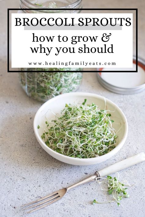 Broccoli sprouts are nutrient dense and powerful for bringing down inflammation. They're so easy to grow so if you’re interested in harvesting your own, I’m going to show you how. Broccoli Sprouts Growing, How To Grow Broccoli, Grow Broccoli, Microgreens Recipe, Broccoli Benefits, Growing Broccoli, Growing Sprouts, Broccoli Seeds, Broccoli Sprouts