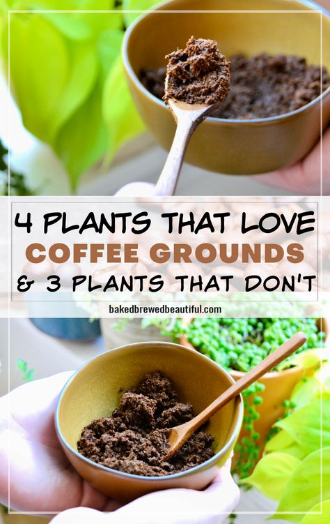 coffee grounds from a bowl being added to house plants How To Save Coffee Grounds For Garden, Uses For Coffee Grounds In The Garden, Coffee Grinds Uses, Using Coffee Grounds In Garden, Adding Coffee Grounds To Soil, Burning Coffee Grounds For Mosquitos, Coffee For Plants Gardening Tips, Recycle Coffee Grounds, Coffee Fertilizer Plants