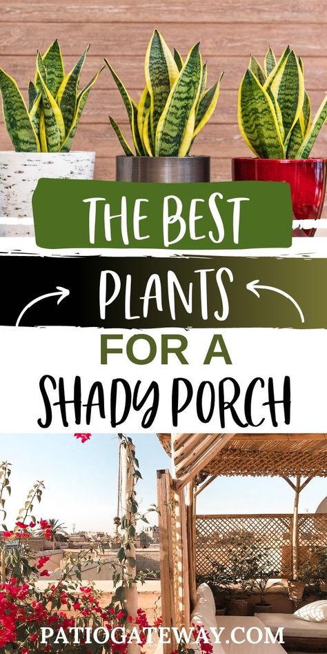 The Best Plants for a Shady Porch | Best Potted Plants for Shade | Best Plants to Put in the Shade | Plants That Like Shade | Plants That Thrive in Shade | #plants #shadedplants #shadeplants #porchplants #patioplants Outside Shade Plants, House Plants On Porch, Plants Good In Shade, Shade Loving Indoor Plants, Pots For Shaded Front Porch, Best Outdoor Patio Plants, Porch Planter Ideas Shade, Shady Front Porch Ideas, Outside Plants In Pots Patio