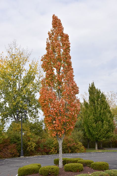 Click to view full-size photo of Armstrong Maple (Acer x freemanii 'Armstrong') at Weston Nurseries Armstrong Maple Tree, Columnar Maple Tree, Armstrong Gold Maple Tree, Driveway Trees, Farmhouse Trees, Zone 6 Plants, Tree Landscaping, Trees For Front Yard, Tree Lined Driveway