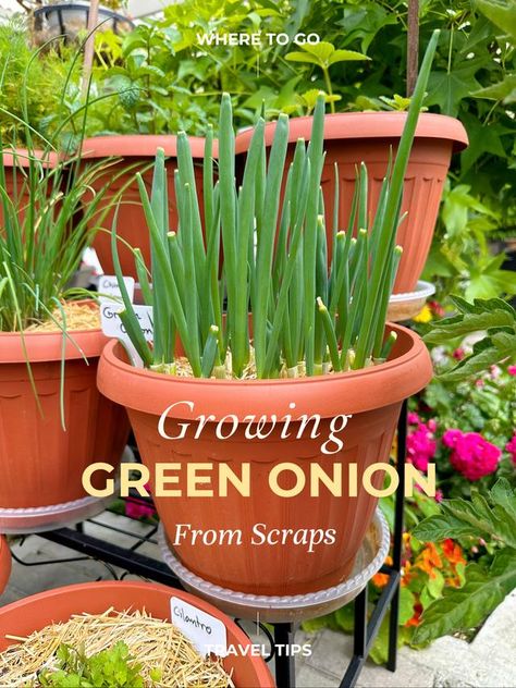 The latest popular posts about #gardenaesthetic｜Lemon8 Growing From Scraps, Planting Green Onions, Regrow Green Onions, Green Onions Growing, Regrow Vegetables, Growing Onions, Planting Onions, Garden Remedies, Small Vegetable Gardens