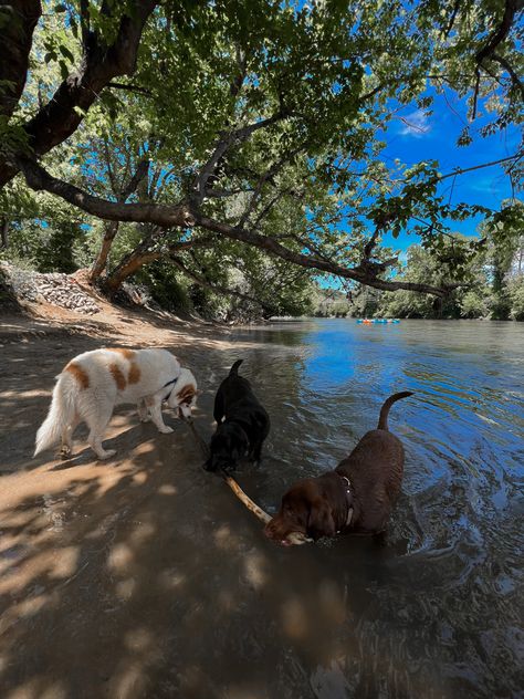 Dogs Outside, Dog Walking Business, Dog Summer, Lake Summer, Water Aesthetic, Life Vision, Life Vision Board, Dog Walk, Aesthetic Board