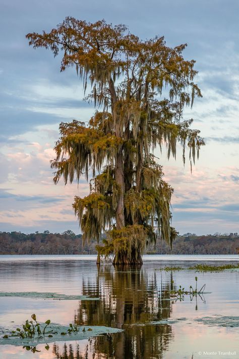 Beautiful Tree Photography, Tree In Water, Spanish Moss Tattoo, Moss Tree, Cypress Tree Tattoo, Spanish Moss Tree Tattoo, Tree Reference Photography, Swamp Trees, Cypress Tree Painting