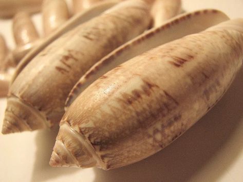 Seashell Letter, Olive Tattoo, Sullivans Island Sc, South Carolina Coast, Pawleys Island Sc, Types Of Shells, Carolina Coast, Palmetto State, Carolina Girl