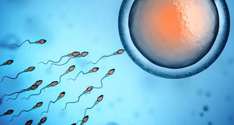 An analysis of semen from men whose partners have experienced multiple miscarriages revealed abnormalities, a small study finds. Chromosomal Abnormalities, Low Sperm Count, How To Get Pregnant, Fertility Problems, Reactive Oxygen Species, Sperm Count, Healthy Man, Male Fertility, Medicine Journal