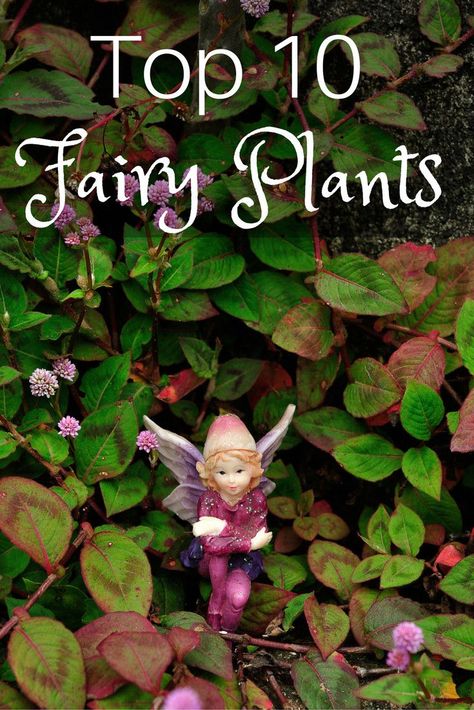 Fairy Plants, Miniature Garden Design, Kids Fairy Garden, Indoor Fairy Gardens, Fairy Garden Plants, Fairy Garden Designs, Fairy Garden Crafts, Faeries Gardens, Meteor Garden 2018