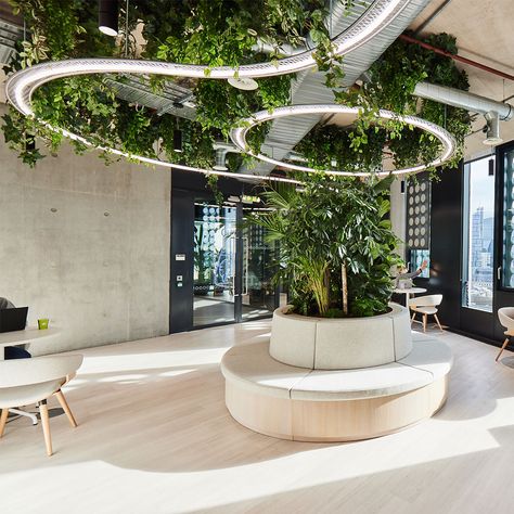 Plants For The Office, Entrance Lobby Design, Tranquil Office, Best Office Plants, Agency Office, Green Terrace, Breakout Area, Grocery Store Design, Indoor Tree