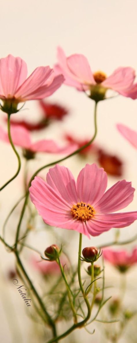 Cosmos (Cosmea) Cosmos Painting, Flower Cottage, Cosmos Flowers, Favorite Flowers, Pet Birds, Cosmos, Flowers, Floral, Quick Saves