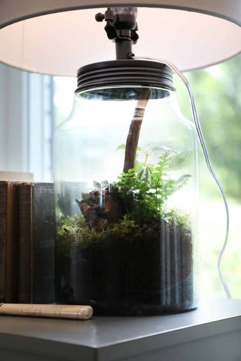 how to make a terrarium lamp Terrarium Lamp Diy, Terrarium Lamp, College Dorm Apartment, Make A Terrarium, Mason Jar Terrarium, Always Has Been, Big Jar, Dorm Apartment, Money Pit