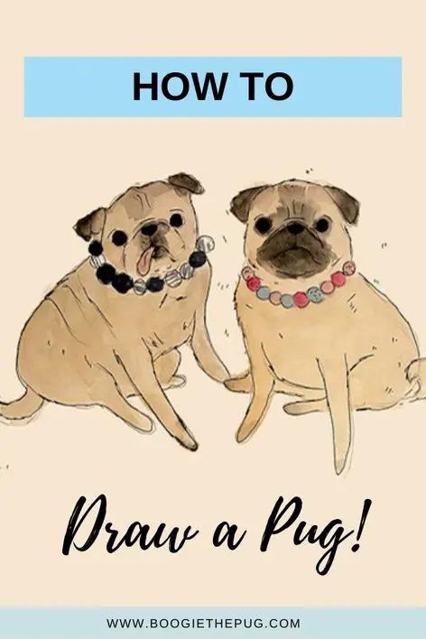 Draw your very own pug! Artist Andrea Caceres teaches us how to draw a cartoon pug in just a few easy steps. Pug Watercolor Paintings, How To Draw A Pug, Pug Drawing Easy, Cute Pug Drawing, Draw A Pug, Watercolor Pug, Watercolour Animals, Pug Cartoon, Newspaper Collage