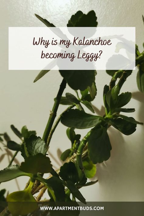 Is your once compact and lush Kalanchoe starting to stretch out and become leggy? 🌱🌿 Don't worry, we've got the answers you need to address this common issue! Let's shed some light on why your Kalanchoe is becoming leggy and how to bring it back to its full, vibrant glory. ✨🌺 Kalonche Plant Care, Kalanchoe Plant Care Indoors, Kalanchoe Plant Propagation, Florist Kalanchoe, Kalanchoe Plant Care, Kalanchoe Plant, Kalanchoe Blossfeldiana, House Plant Care, Yellow Leaves