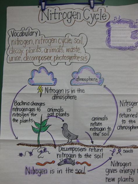 STAAR review anchor chart. I make this one to review the Nitrogen Cycle with students before the 5th grade Science STAAR test Biogeochemical Cycles, Science Chart, Science Anchor Charts, Nitrogen Cycle, 7th Grade Science, 8th Grade Science, Interactive Science, Science Notebooks, 4th Grade Science