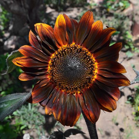 Velvet Queen Sunflower #sunflower Velvet Queen Sunflower, God Artwork, Baby First Foods, Rare Seeds, Helianthus Annuus, Heirloom Vegetables, California Desert, Brown Flowers, Unusual Flowers