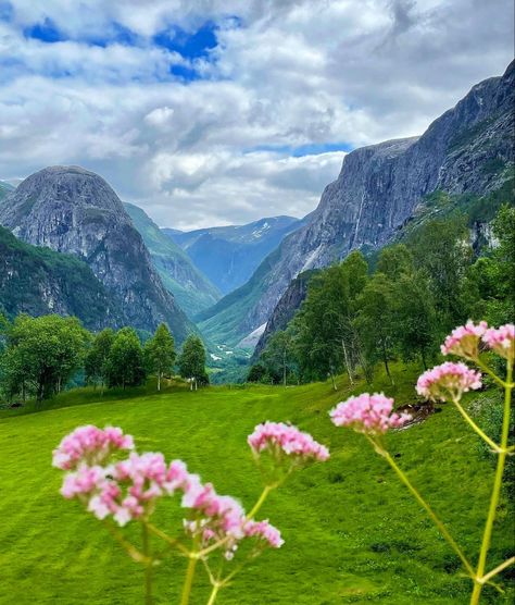 Norwegian Mountains, Mountains Flowers, Scandinavian Green, Norwegian Fjords, Norway Fjords, Green River, Scandinavia, Norway, Collage