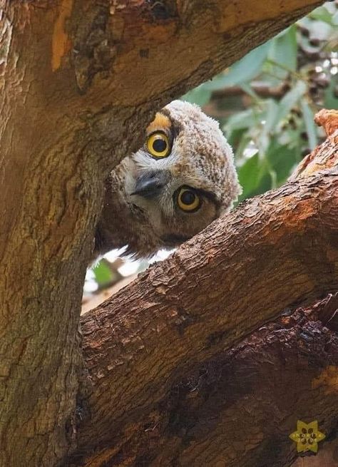 Awesome Owls, Owl Photos, Owl Eyes, Most Beautiful Birds, Owl Pictures, Beautiful Owl, Owl Bird, Funny Drawings, Silly Animals