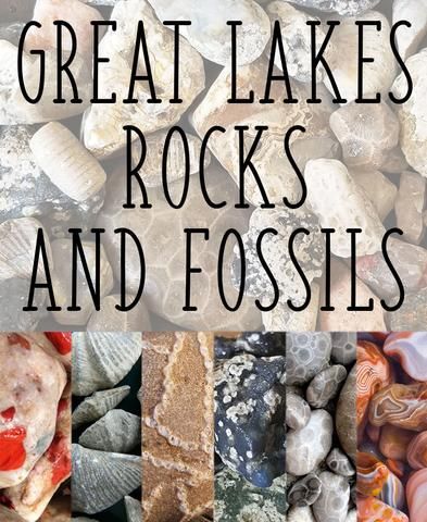 12 Collectible Rocks and Fossils of the Great Lakes | Great Lakes Locals What To Do With Rocks You Collect, Lake Michigan Rocks, Favosites Fossil, Lake Huron Rocks, Rock Collection Display, Sea Fossils, Lake Michigan Stones, Michigan Rocks, Crinoid Fossil