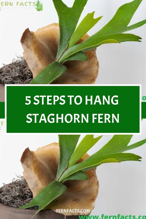 5 steps to hang staghorn fern. Mount Staghorn Fern, Staghorn Fern Care, Elkhorn Fern, Fern Care, Indoor Ferns, Ferns Care, Balance Of Nature, Ferns Garden, Houseplant Care