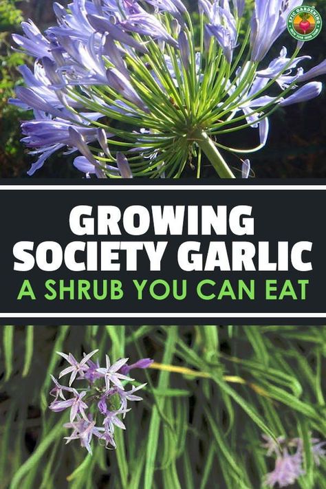 Society garlic is a garlic-scented, almost garlic-flavored bulbing plant... but it's not really garlic. Learn how to grow it with our guide! What To Plant With Garlic, Garlic Plants, Garlic Plant, Garlic Blooms, Wild Garlic Plant, How Deep To Plant Garlic, When To Plant Garlic, Planting Hardneck Garlic, Society Garlic Plant