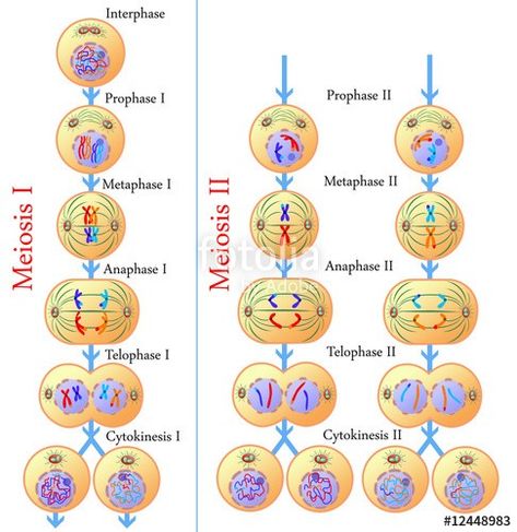 Cell Biology Notes, Animal Cell Project, Cells Project, Medical School Life, Study Biology, Biology Classroom, Basic Anatomy And Physiology, Nurse Study Notes, Biology Facts