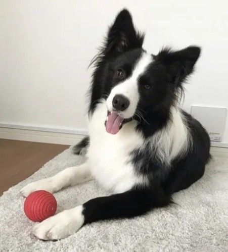 Black And White Dog Aesthetic, Border Collie Facts, White Retriever, White Border Collie, The Color Black, Spotted Dog, Ppg And Rrb, Farm Dogs, Color Black And White