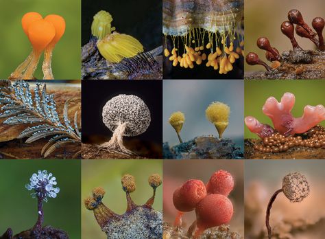 The Unexpected Beauty of ‘Dog Vomit’ and Other Slime Molds ~ These small forms of life surround us unnoticed. Slime molds were formerly classified as fungi but are no longer considered part of that kingdom; they are referred to as kingdom Protista. Most slime molds are smaller than a few centimeters, but some species may reach sizes up to several square meters & masses up to 20 kilograms. #slimemoldsunday #mycology Protista Kingdom, Dog Vomit, Alien Sculpture, Fungi Kingdom, Biology College, Old Navy Cargo Pants, Biology Textbook, Tokyo Subway, Slime Mold