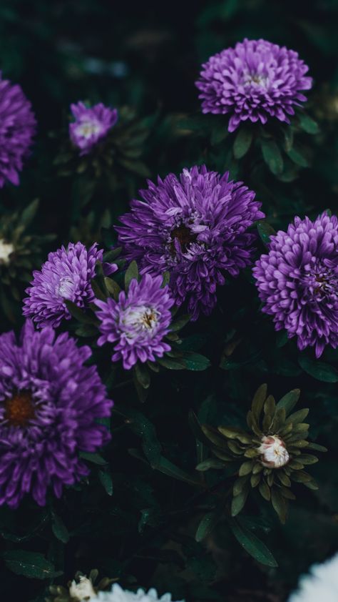 Violet Flowers, Leaves Aster Flower Wallpaper, Purple Aster Flower, Purple Background Aesthetic, Blurry Wallpaper, Notebook Iphone, Purple Aster, Wallpaper For Windows, Mac Notebook, Tree Aesthetic