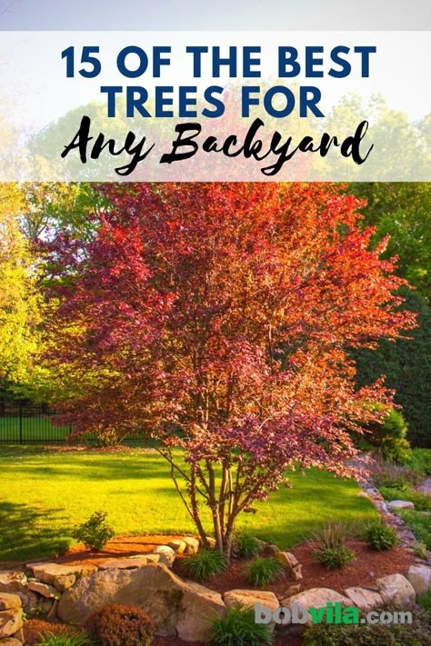 Crabapple Tree Landscaping, Shade Trees Fast Growing, Low Maintenance Trees, Backyard Trees Landscaping, Best Shade Trees, Yard Trees, Fast Growing Shade Trees, Creative Landscaping, Trees For Front Yard