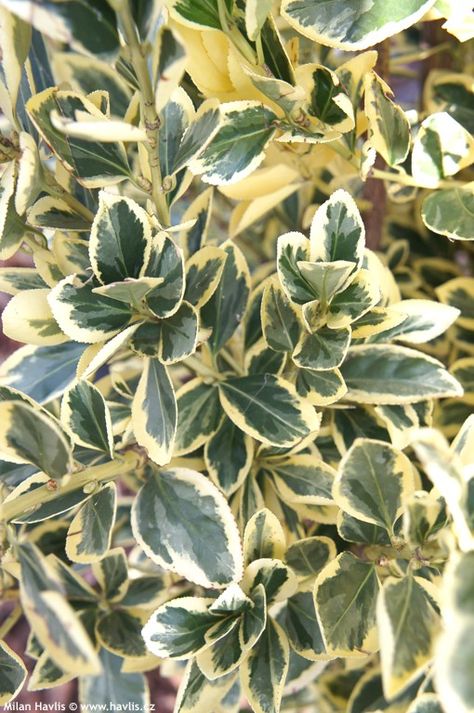 euonymus japonicus bravo standard - Google Search White Bushes, Euonymus Japonicus, Evergreen Landscape, Architectural Plants, Seaside Garden, Hillside Garden, Hedging Plants, Garden Flower Beds, Patio Planters