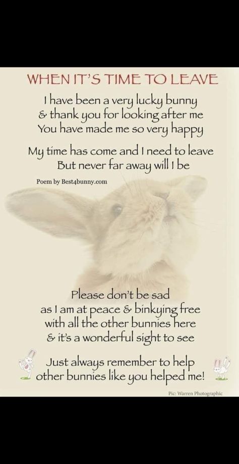 Bunny Memorial, I Am Poem, New Zealand Rabbits, Till We Meet Again, Cats Diy Projects, Pet Bunny, Hazel Eyes, Losing A Pet, Cat Diy