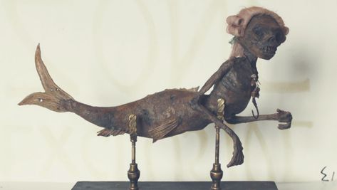 The Weird and Wonderful World of Chimaera Taxidermy - Catawiki Fiji Mermaid, Creepy Houses, Real Mermaids, Mermaid Diy, Sculpture Ideas, Forest Creatures, Weird And Wonderful, Taxidermy, Horror Films