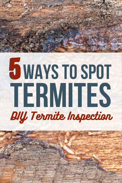 Learn how to spottermites with our tips for DIY termite inspection. #termites #DIYpestcontrol Termites Diy How To Get Rid, Carpet Bugs, Flying Termites, Signs Of Termites, Termite Prevention, Termite Damage, Pest Prevention, Diy Pest Control, Bug Killer