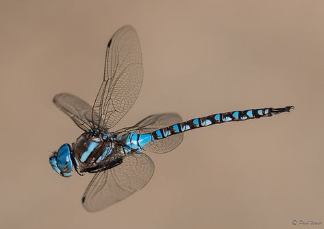 Dragonfly in Flight | Lake Skinner, Riverside County, Califo… | Paul Wade | Flickr Dragonfly In Flight, Beautiful Dragons, Riverside County California, Entomology Collection, Dragonfly Photos, Spirit Signs, Creepy Crawlers, Damselflies, Personal Investigation