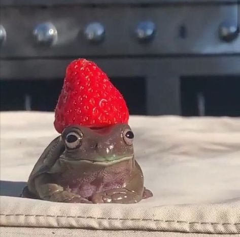 Frogs With Hats, Frogs Cute, Pet Frogs, Frog Pictures, A Frog, Cute Frogs, Frogs, Tortoise, Photoshop