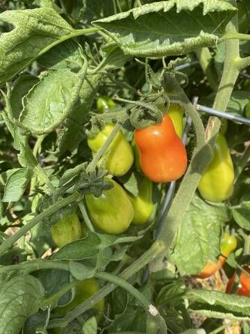 Stink Bugs, Pole Beans, Chinese Cabbage, Plant Diseases, Backyard Fire, Tall Plants, Chard, Autumn Garden, The Worst