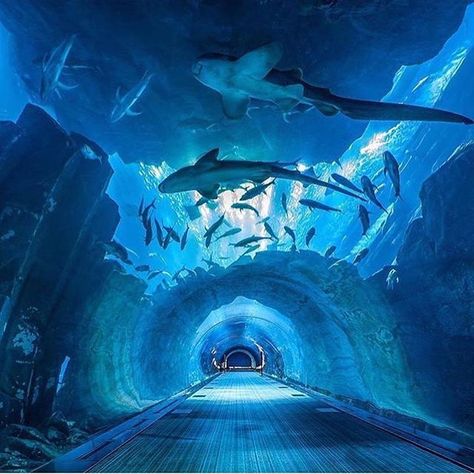 An underwater tunnel in Dubai!  Phenomenal.  Tag Someone you would walk with Zoo Tickets, Dubai Aquarium, Bawah Air, Underwater Animals, Cabin In The Woods, Dubai Mall, Guinness, Luxury Life, Sharks