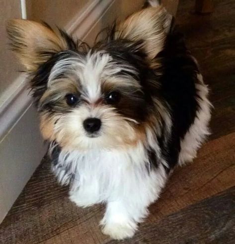 Yorkie Puppy Haircuts, Yorkie Breeders, Biewer Terrier, Yorkie Haircuts, Biewer Yorkie, Morkie Puppies, Teacup Yorkie Puppy, Cute Small Dogs, Dog Breeders