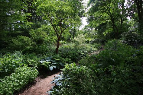 Beth Chatto's Garden: Part 2, the Woodland Garden — Erika Packard Woodland Style Garden, Mini Forest Garden, Woodland Edge Garden, Small Woodland Garden, Creating A Woodland Garden, Woodland Garden Design, Climbing Hydrangeas, Woodland Garden Ideas, Native Woodland Garden