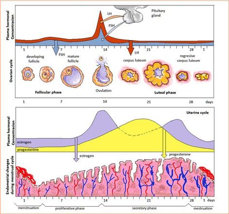 Ovarian Cycle, Pharmacy Knowledge, 28 Day Cycle, Gyn Ultrasound, Ovulatory Cycle, Follicular Phase, Luteal Phase, Human Body Science, Follicle Stimulating Hormone