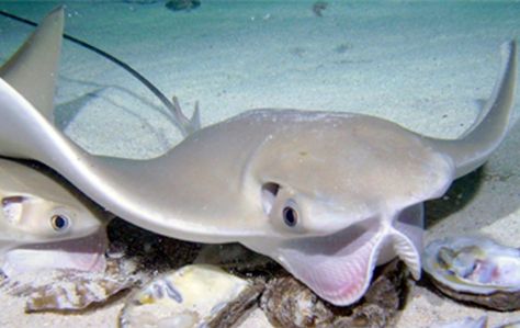 Named for the shape of its head, which when observed from above resembles a cow’s nose, the Cownose Ray is a moderately sized ray native to the western Atlantic Ocean. Cownose Rays, like all eagle rays, are active swimmers and do not lie motionless on the seafloor, like the closely related whiptail stingrays (e.g., Southern Stingray). Cow Nose Stingray, Cow Nose Ray, Southern Stingray, Cownose Ray, Cool Sea Creatures, Cow Nose, Shark Facts, Shark Fishing, A Cow