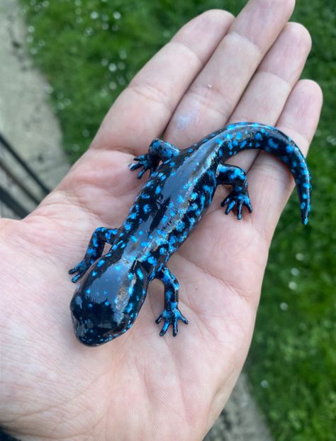 Spotted Salamander, Spirit Animal Meaning, Blue Lizard, Salamanders, Cute Reptiles, Incredible Creatures, Realistic Paintings, Animal Alphabet, Reptiles And Amphibians