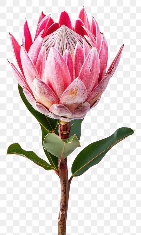 Pink Protea Flower, Protea Flower Template, Protea Flower Photography, Protea Border Frame, Proteas Flower, Pink Ice Protea, Protea Cynaroides, Queen Protea, South African Flowers