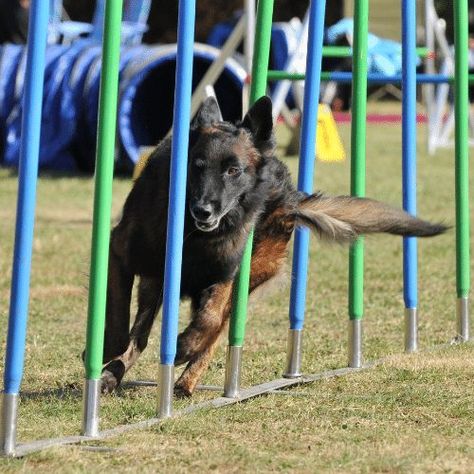 Dog Training Agility, Dog Training Pictures, Dog Agility Aesthetic, Dog Training Photography, Belgian Turveren, Diy Dog Playground, Dog Training Aesthetic, Playground Plans, Playground At Home