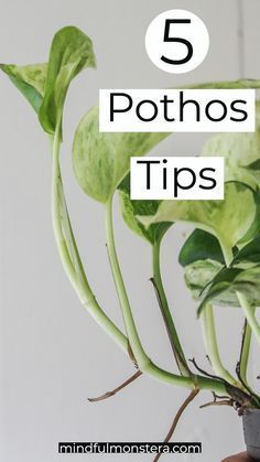 Pothos Hanging Plant, Pothos Indoor Decor, Fuller Pothos Plant, Hanging Pothos Plant, How To Get Pothos To Vine, Pathos In Bathroom, Pothos Indoor Ideas, Hanging Pathos Plant, Propagating Pothos In Soil