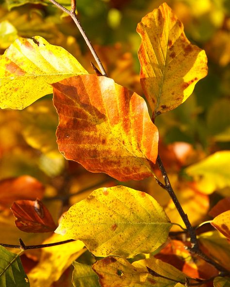 Beech Tree Leaves, Beech Leaves, Beech Tree, Plant Identification, The Meadows, Patch Design, Warrior Cats, Beech Wood, Autumn Leaves