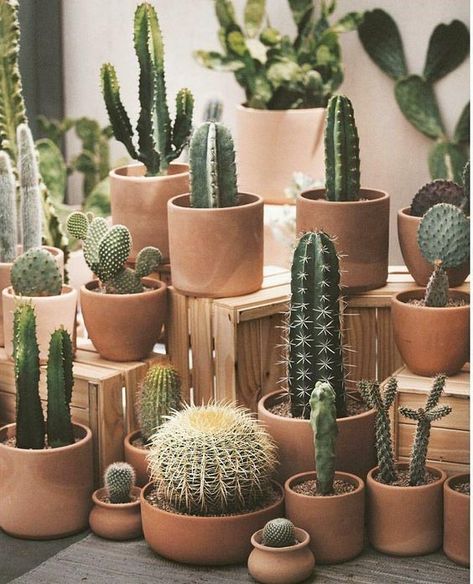 Hottest Free Garden Pots terracotta Suggestions There are almost numerous systems for planting garden pots and urns as there are garden pots and urn Types Of Cactus, Kaktus Dan Sukulen, نباتات منزلية, Cactus Pot, Garden Types, Cactus Decor, Cactus Y Suculentas, Cactus Garden, Camping Ideas