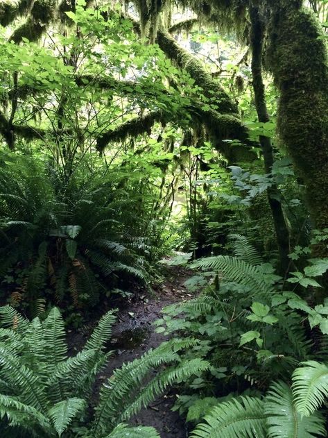 Fungi Reference, Deciduous Forest, Aquarium Terrarium, Secret Forest, Pool Landscape Design, Director Of Photography, Nature Artwork, Fantasy Places, Forest Photography