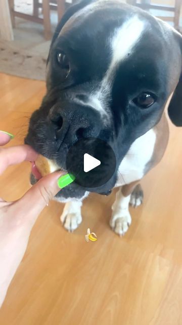 BEANS & KATJA | Dogmom | Solotravel on Instagram: "Hunde ASMR - aufgrund erhöhter Nachfrage hier noch einmal ein genüssliches Video von Beans und seinem Lieblingsobst🍏🍌🥝

Was lieben eure Hunde am meisten ? 

#hundeglück #petfluencer #travelwithdog #reisenmithund #minivanlife  #boxerhund #boxerdog #boxer #boxerbeans #germanboxer #boxerliebe #boxerhundesinddiebesten #hundecontent #boxerliebe #hundeliebe #boxergram #boxerblick  #boxerlover #dogasmr #hundeasmr" White Boxers Dogs, Boxer Memes Hilarious, Boxers Dogs, Boxer Beagle Mix, Boxer (dog), On Instagram, Instagram