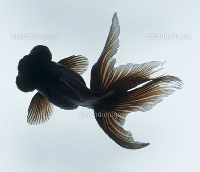 Extreme Macro Photography, Black Goldfish, Sea Creatures Art, Golden Fish, Art Walk, Gold Fish, Dark Tattoo, Phish, Ap Art