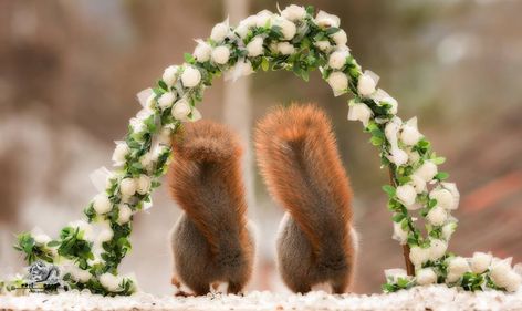 Squirrel Wedding, Royal Wedding Themes, Royal Marriage, Devon England, Red Squirrel, Nature Photographs, Royal Wedding, Squirrels, Chipmunks